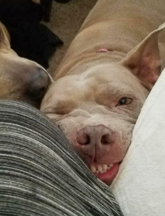 Other Dogs Give Puppy Dog Eyes. This Is Mine Trying To Charm Me