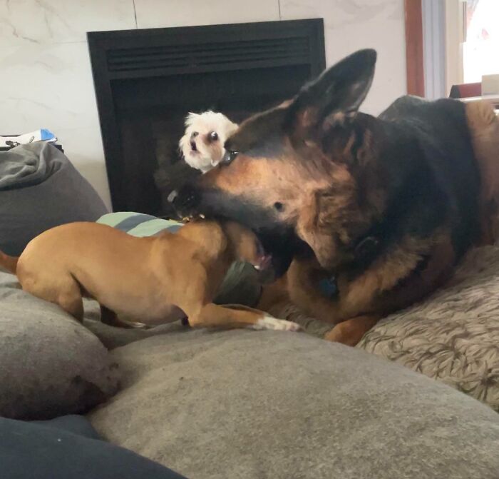 A Picture I Took Of My Dog And Two Dogs I Was Babysitting. (Mine Is The One With Her Head In The German Shepherds Mouth)