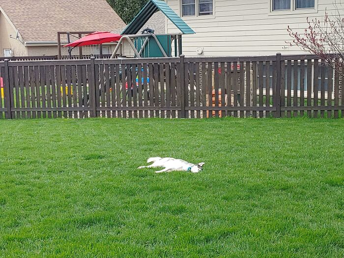 A Good Place To Nap! The Neighbor Had To Check In To See If He Was Ok