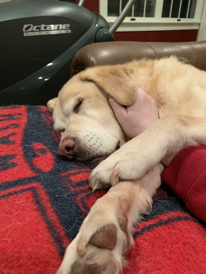 Sometimes He Gets Scared That He's All Alone So I Scratch Behind His Ears Until He Falls Asleep