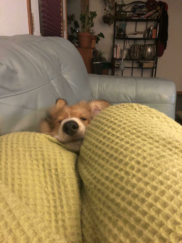 Pippin Falling Asleep In My Leg Nest