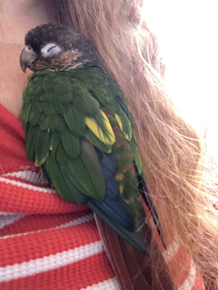 I’m Not Sure Who Likes Me Working From Home More, Me Or My Bird