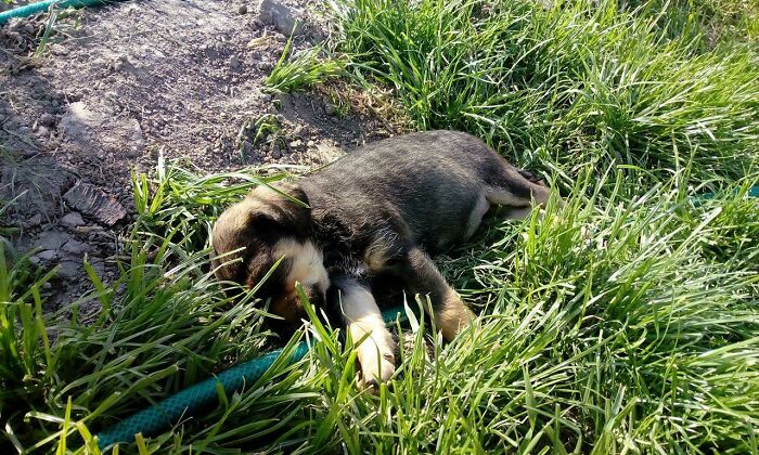 Long Day Of Zoomies (And Biting Mommy's Shoes) Can Be Exhausting