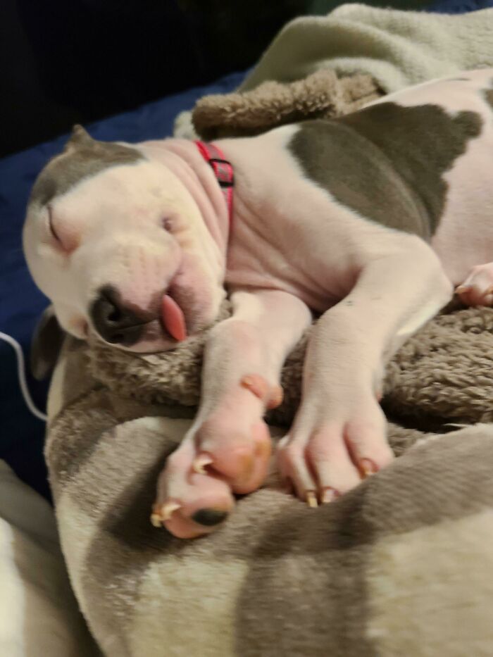 Tongue Out Dreams