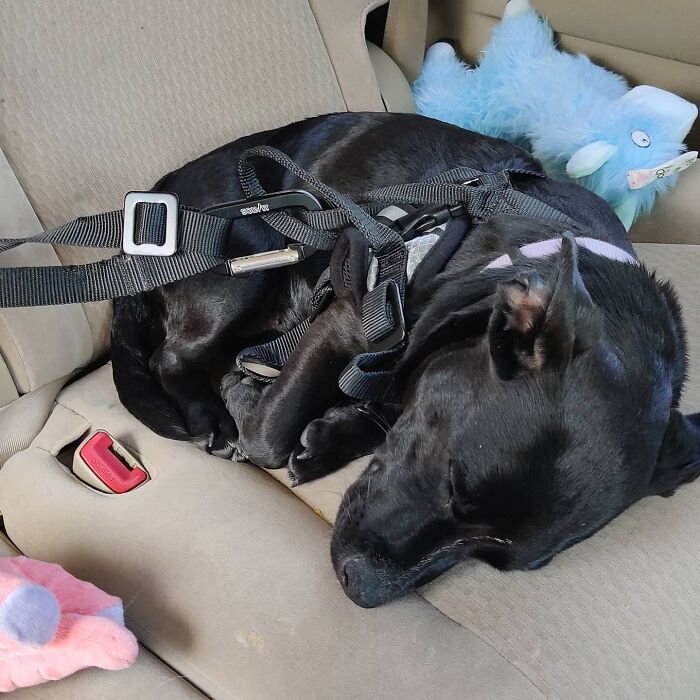 Car Rides Make Petra Sleepy