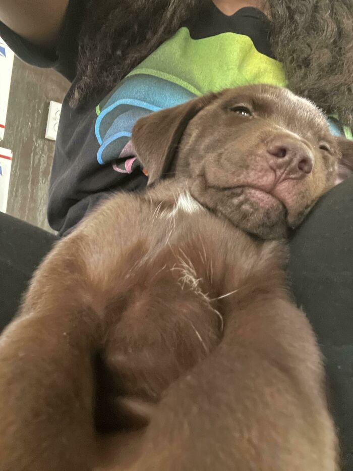 Falling Asleep During Belly Rubs