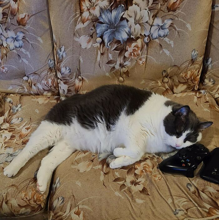 This Is Toby. His Favorite Pillow Is Whatever Piece Of Technology You're Trying To Use Right Now