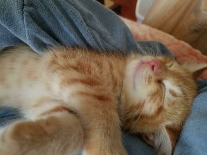 Last Week He Was Living Outside, This Week Ramsay Is Learning To Trust Humans