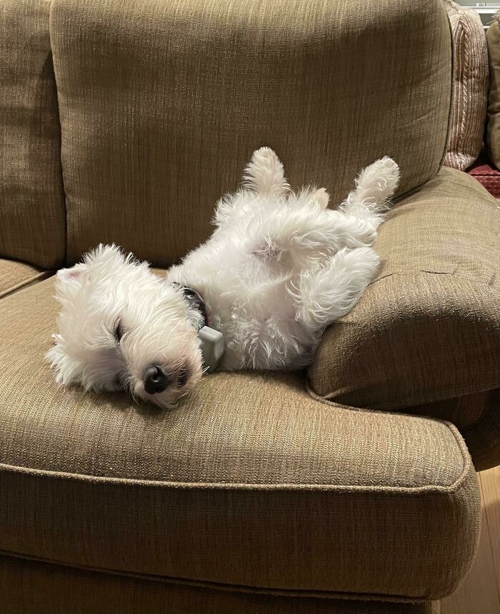 Charles Had A “Ruff” Day Today