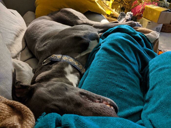 It's Taken Half An Hour Of Careful Work To Squeeze Myself On The Sofa