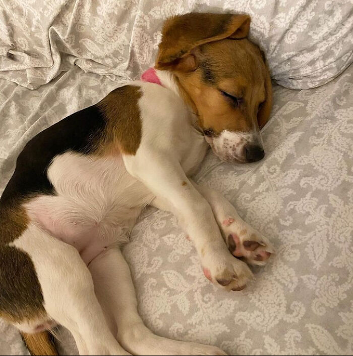 Do You See This Sleeping Pupper?!