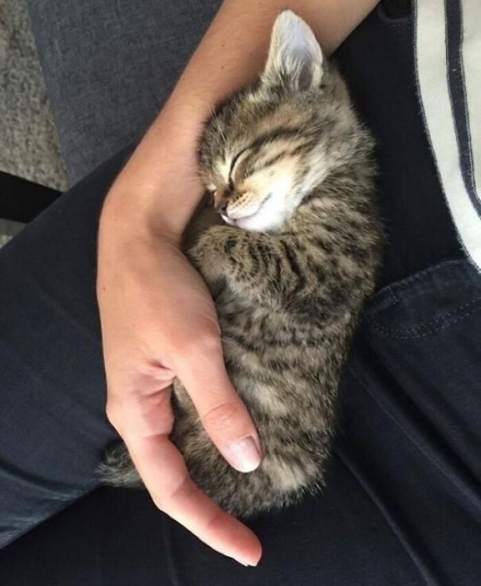 Cats That Actually Want Your Love And Affection