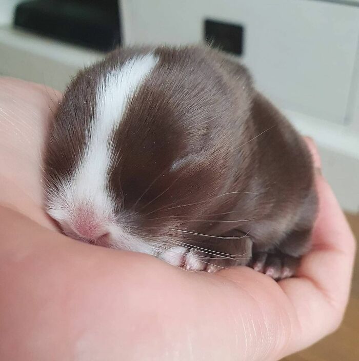 Biscuit The Tiny Lop Does A Snooze And A Flop. We Need To Get Her To Stop