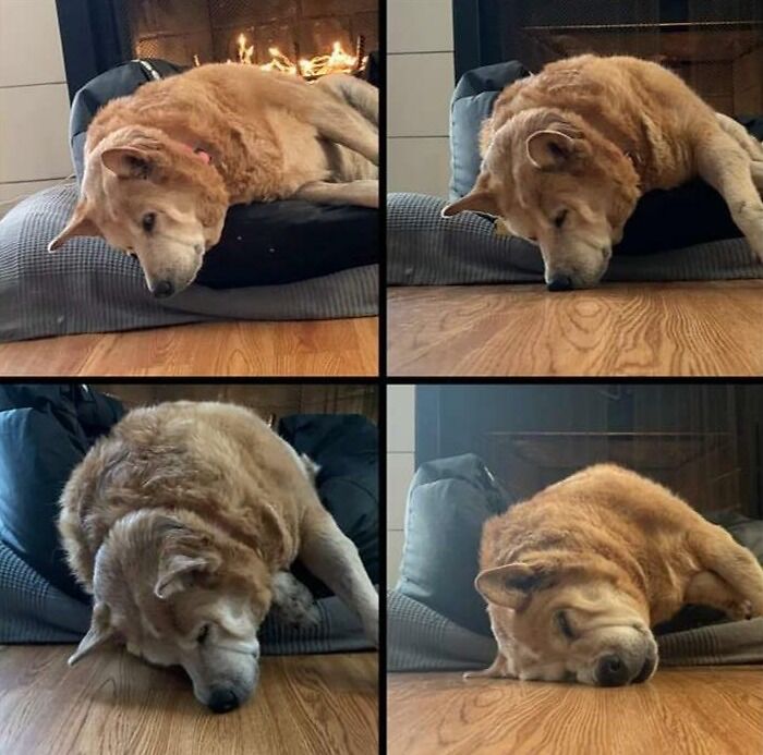 Progression Of Snooze