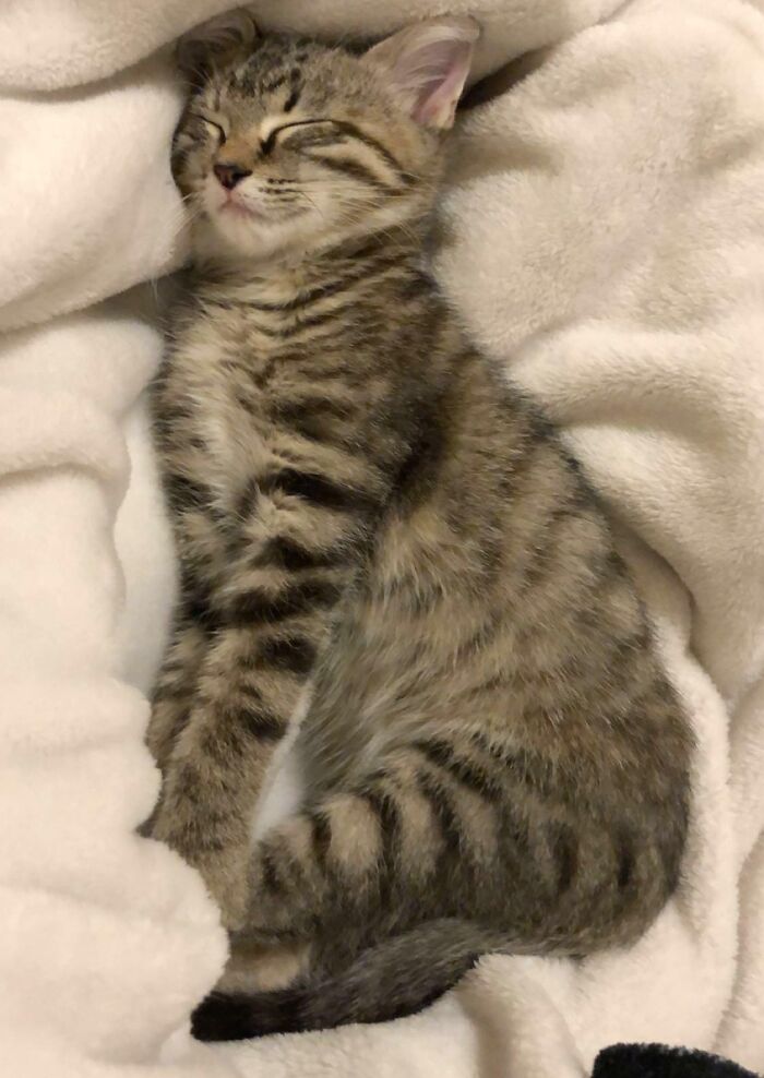 Willow Fell Asleep Mid-Stretch