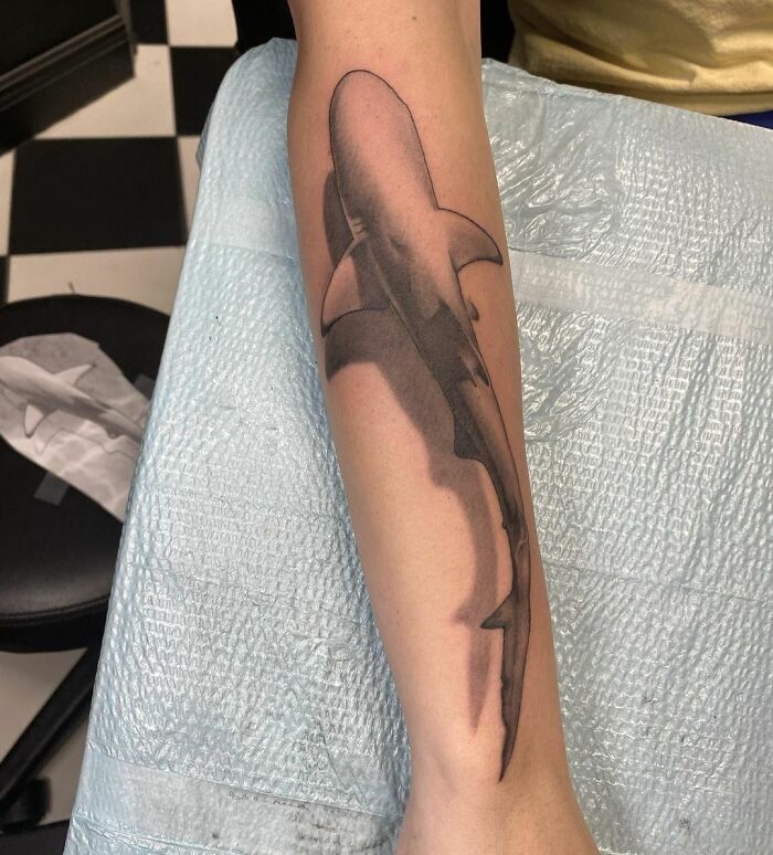 Blacktip Shark Piece