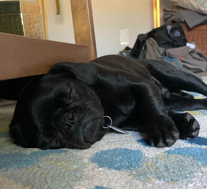 He Spends Most Of His Day Like This 