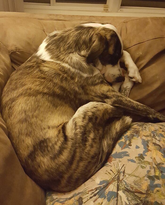 One Of Lucy's Favorite Napping Spots