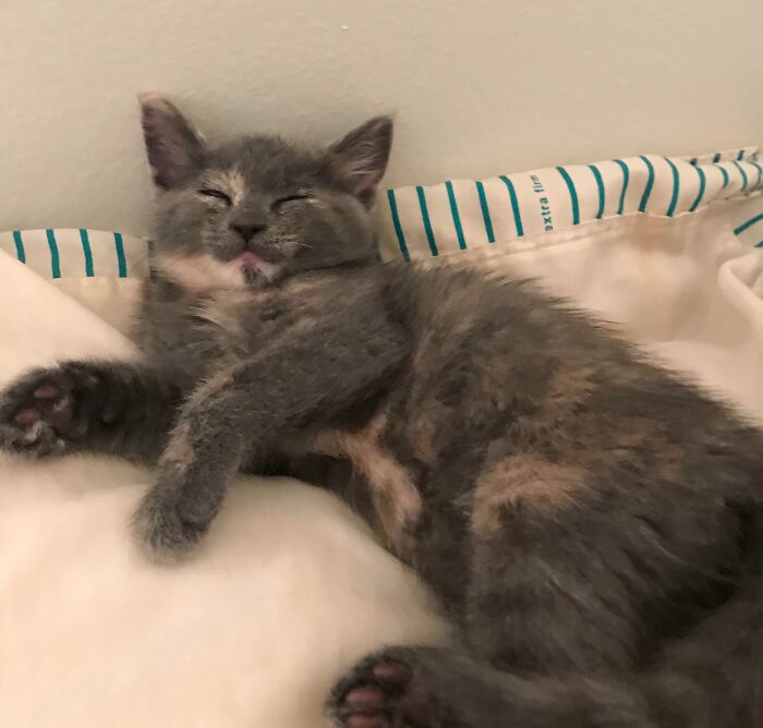 Fa Mulan Taking Her First Nap In Her Home At 8 Weeks