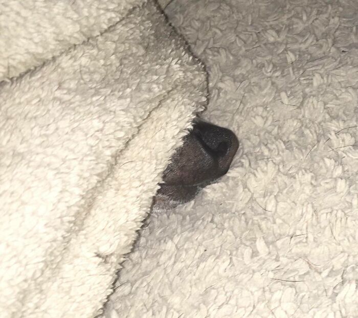 My Dog Always Sleeps Under Blankets. This Is How He Handles Hot Weather