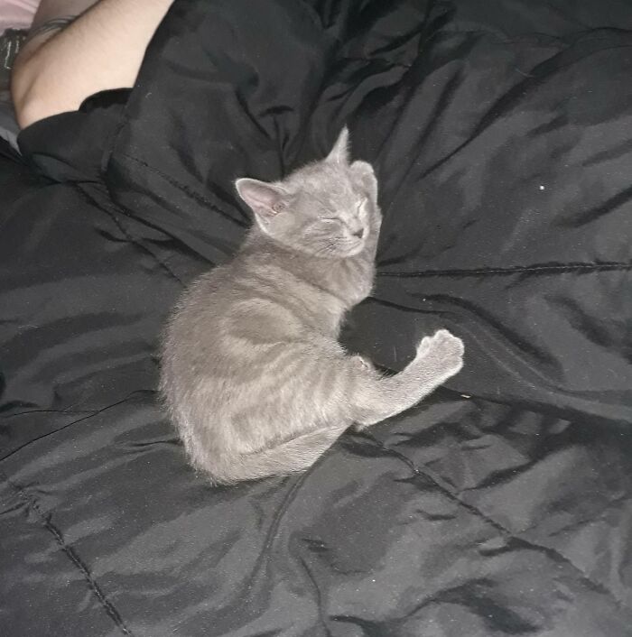 Beelz All Tuckered Out After Spazzing On The Curtains