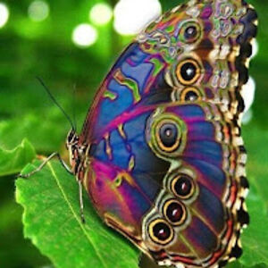 kiramcpherson avatar