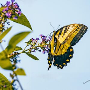 Lorri Anderson Photography