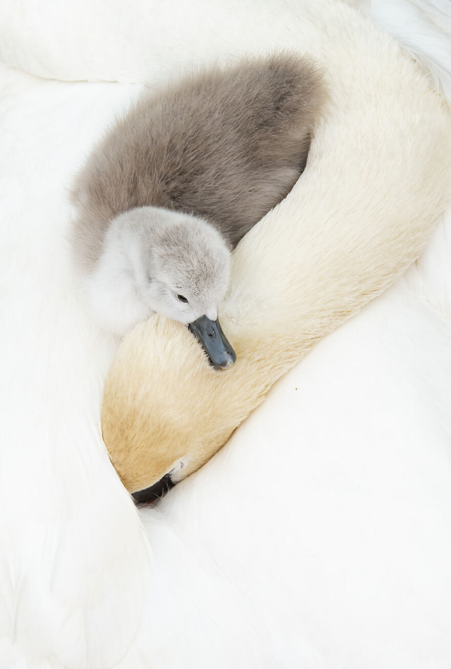 Birds: Winner – Mute Swan And Cygnet By Andy Parkinson