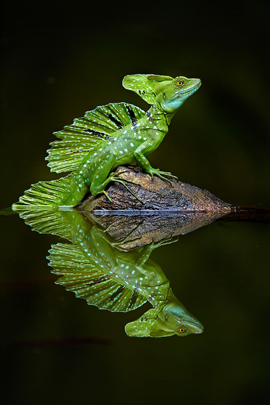 Art In Nature: Winner – Green Basilisk By Petr Bambousek