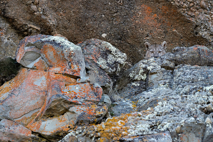 Wildlife: Highly Honored – Gray Puma Hiding By Casey Klebba