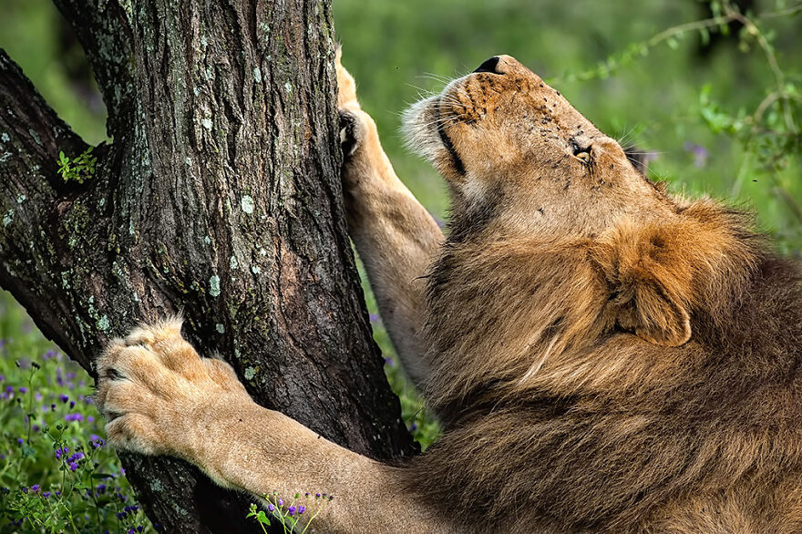 Wildlife: Highly Honored – African Lion By Gian Luigi Fornari Lanzetti