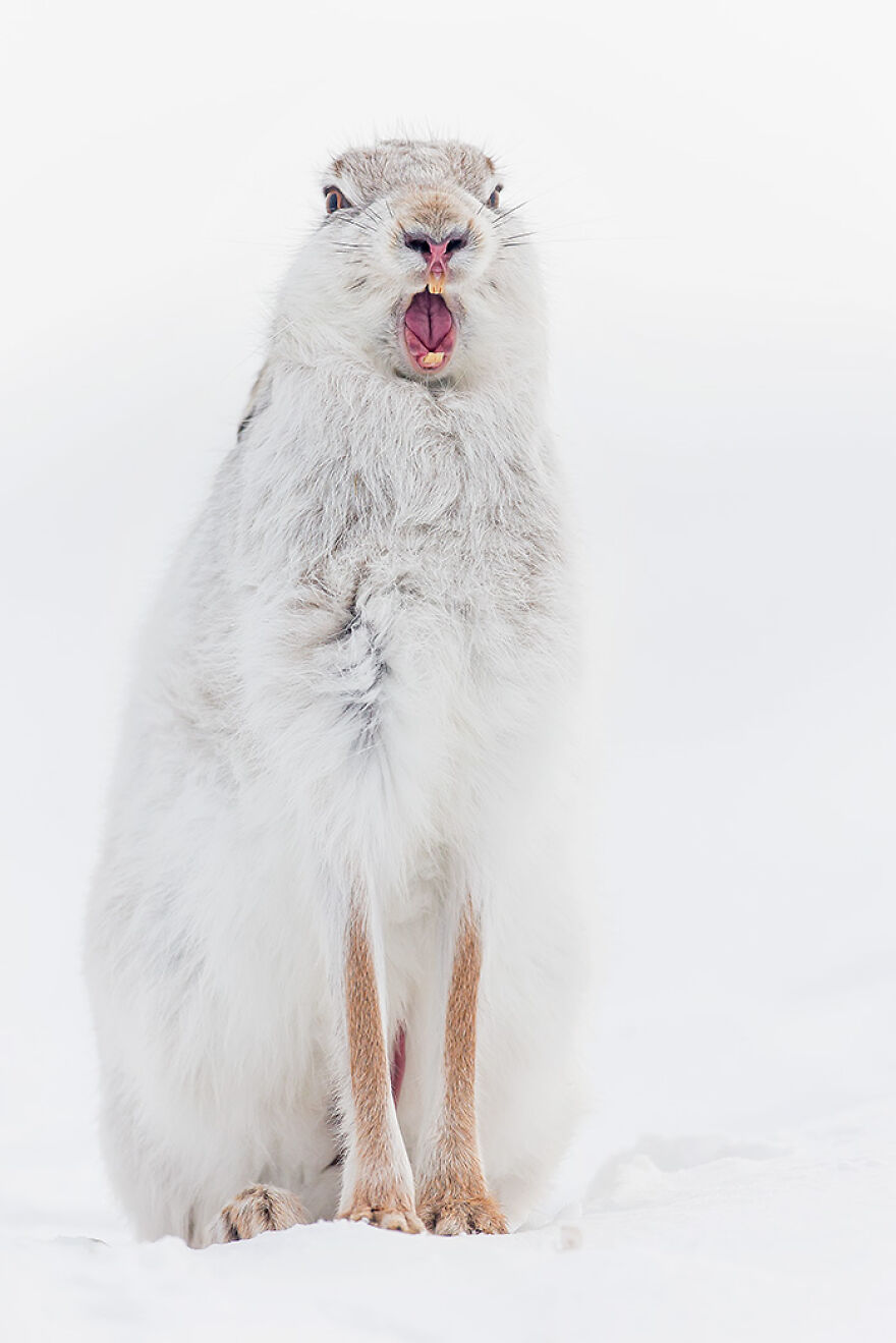 Wildlife: Highly Honored – Mountain Hare By Kevin Morgans