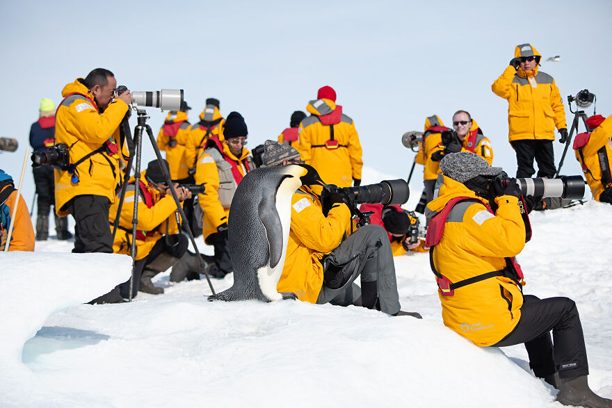 Animal Antics: Highly Honored – Emperor Penguin By Philip Marazzi