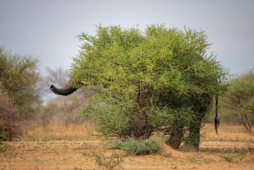 Animal Antics: Highly Honored – African Savanna Elephant By Staffan Widstrand