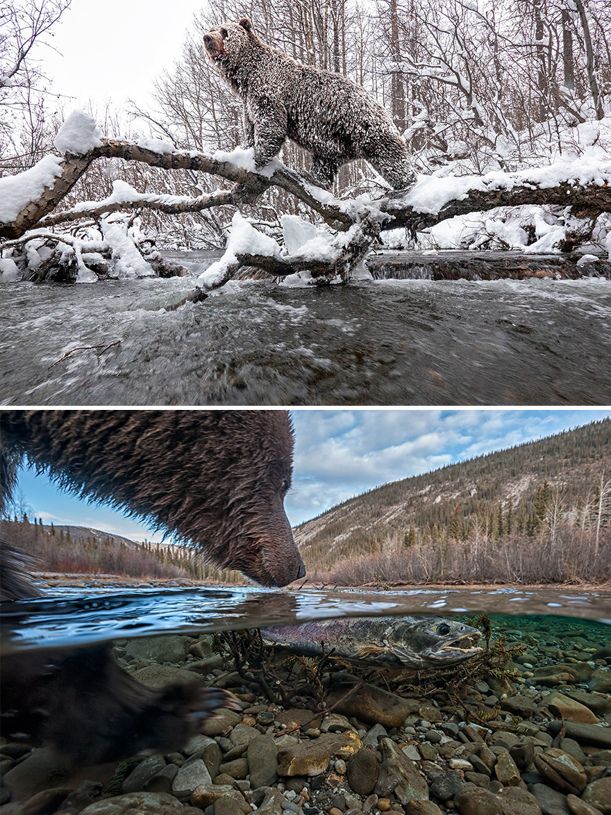 Conservation Story: Highly Honored – "Ice Bears" By Peter Mather