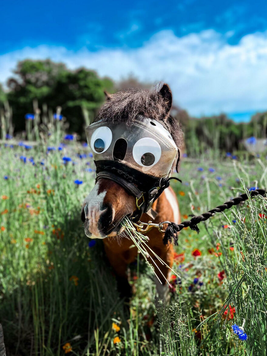 This Is Thunder. Thunder Is A Blind Mini Horse. Thunder Needs To Wear Special Goggles To Protect His Eyes. We Took The Liberty Of Personalizing Them For Him