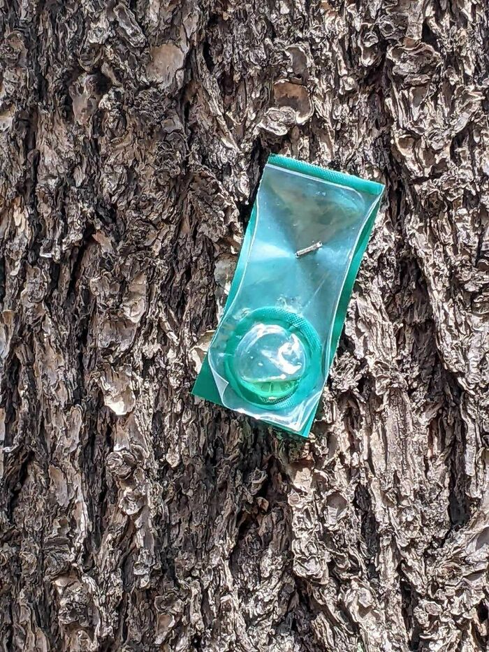 Found While Hiking, What Is This Thing?