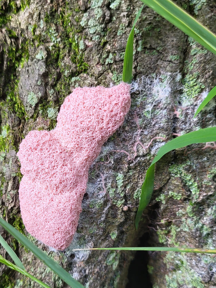 Saw This While Disc Golfing. What Is It?