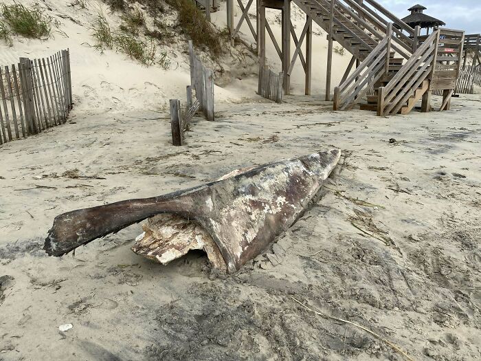 Found On Beach After Storm In Outer Banks, North Carolina