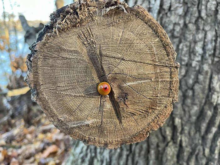 Does Anyone Know What The Heck These Things Are Attached To These Dead Trees?