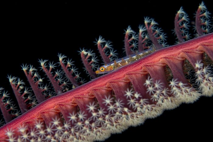 Underwater Life, Honorable Mention: Feather Home By Wojtek Meczynski