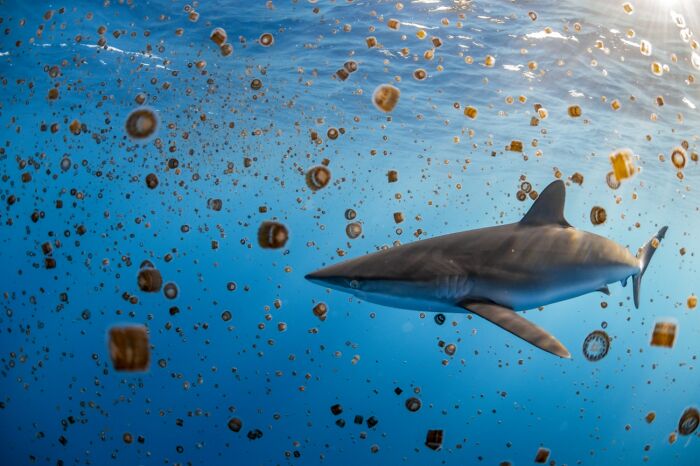 Underwater Life, Honorable Mention: Resilience By Annie Guttridge