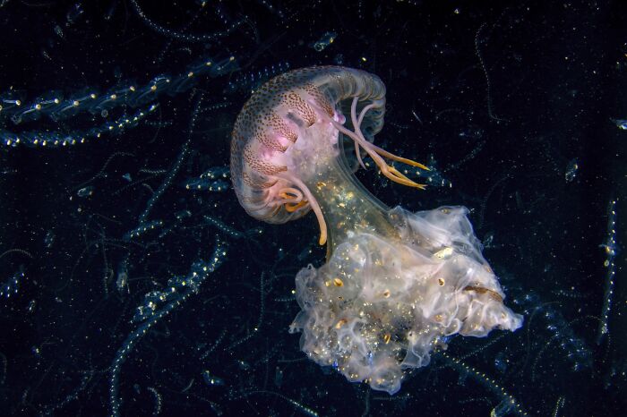Underwater Life, Honorable Mention: Galaxy By Domenico Tripodi