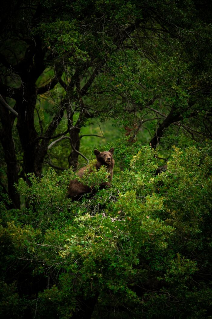 Under 20, Honorable Mention: Bear-Ly Hanging On By Kyo Takasuka