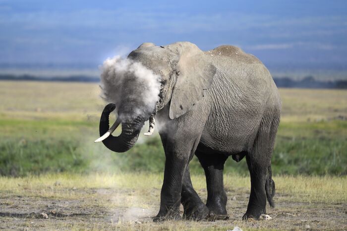 Under 20, Honorable Mention: Dust Bathing By Nichole Vijayan