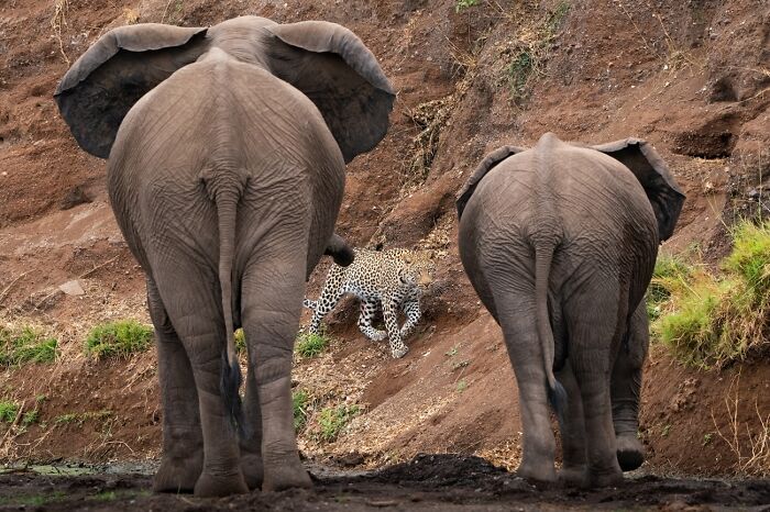 Animals In Their Environment, Honorable Mention: Between A Rock And A Hard Place By Hannes Lochner