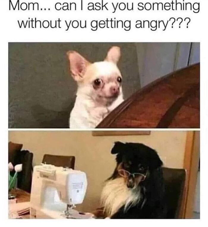 Two dogs making humorous faces, one looks curious and the other serious, embodying hilariously relatable meme humor.