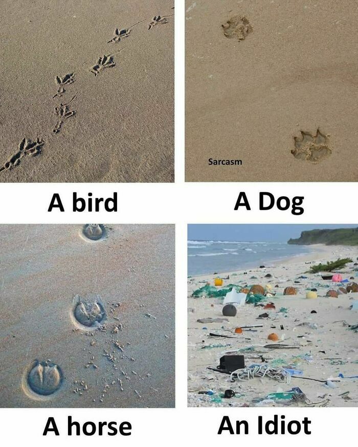 Sarcastic meme showing animal footprints and beach litter labeled "A bird," "A dog," "A horse," and "An idiot."