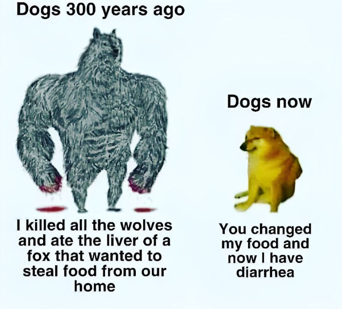 A funny meme comparing dogs 300 years ago as fierce to modern dogs being sensitive.