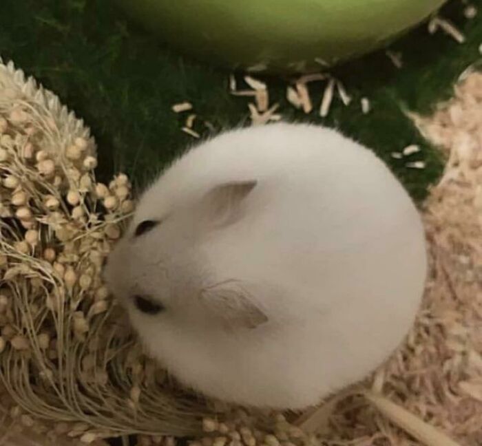 Cuasi perfección geométrica